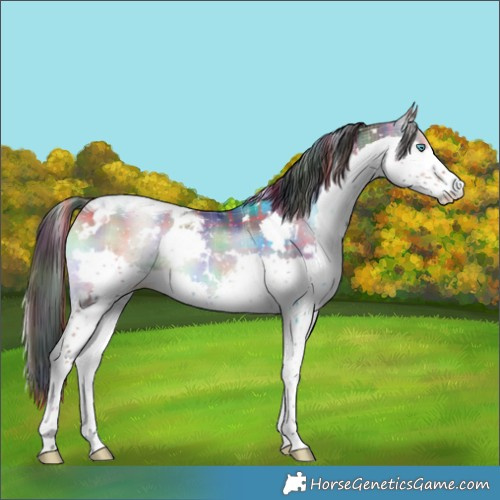 Horse Color:Nacre Plaid  White Spotted Liver Red Onyx Splash Tobiano 