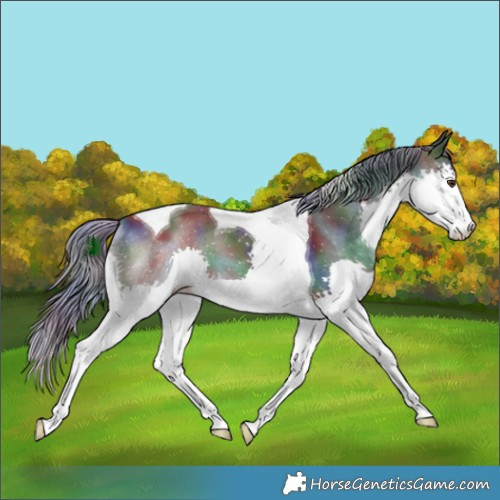 Horse Color:Nacre Liver Chestnut Splash Tobiano 
