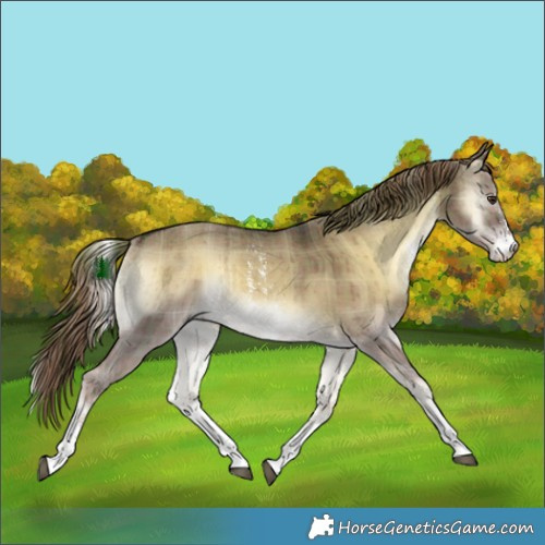 Horse Color:Plaid  Liver Red Dun Onyx Sabino Rabicano Brindle 