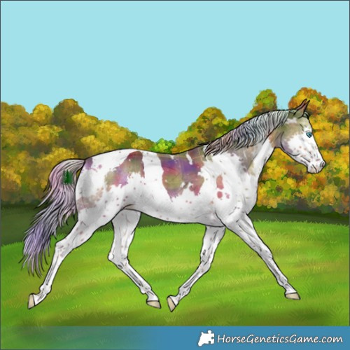 Horse Color:Nacre Plaid  White Spotted Chocolate Palomino Splash Tobiano 