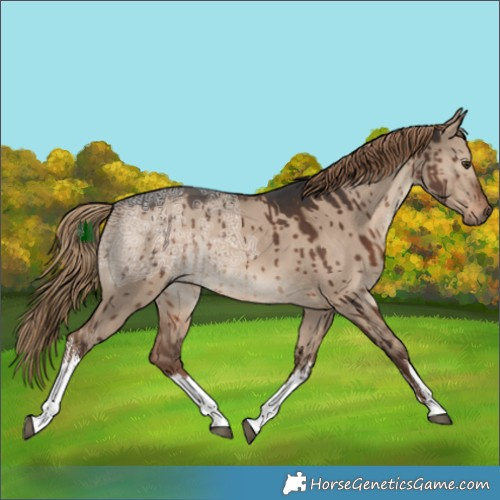 Horse Color:White Spotted Liver Red Dun Ice Rabicano Brindle 