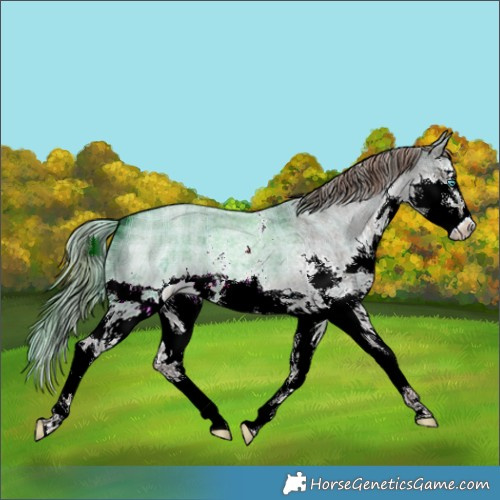 Horse Color:Plaid  Liver Red Dun Roan Sabino Splash Brindle 