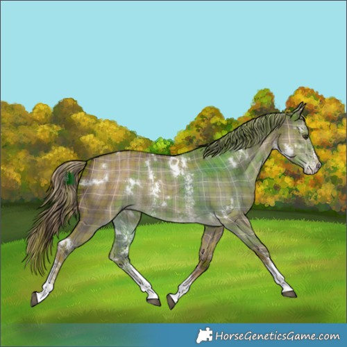 Horse Color:Plaid  White Spotted Liver Red Dun Sabino Rabicano 