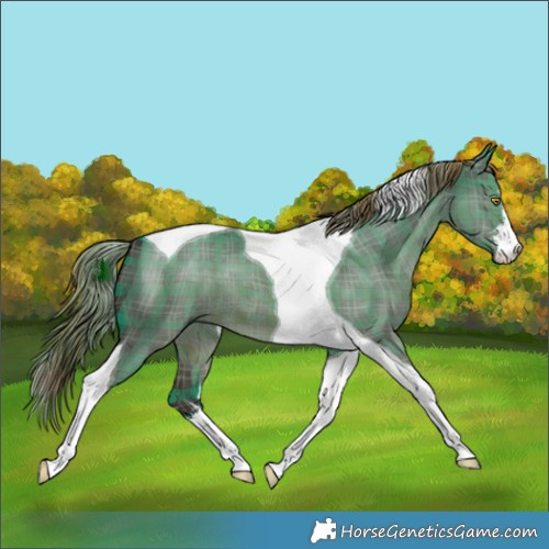 Horse Color:Plaid  White Spotted Liver Red Dun Tobiano 