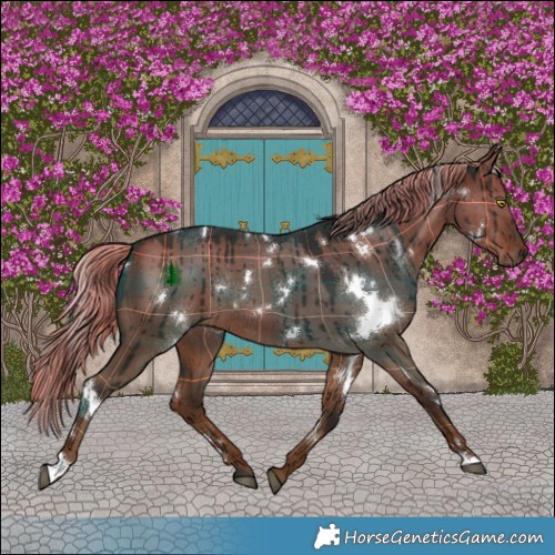Horse Color:Plaid  White Spotted Liver Red Dun Rabicano Brindle 