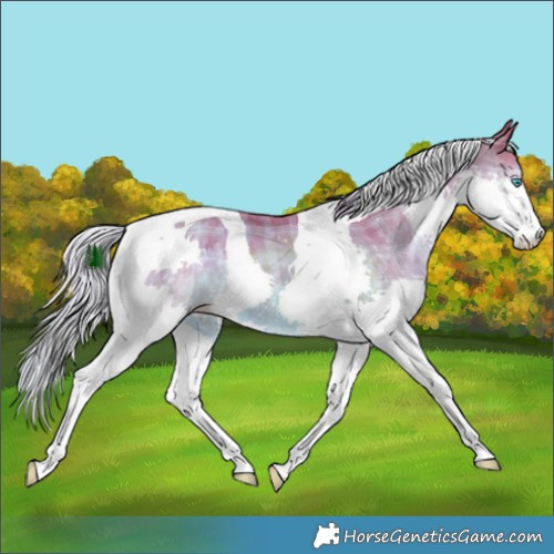 Horse Color:Watercolor Plaid  Chocolate Palomino Splash Tobiano 