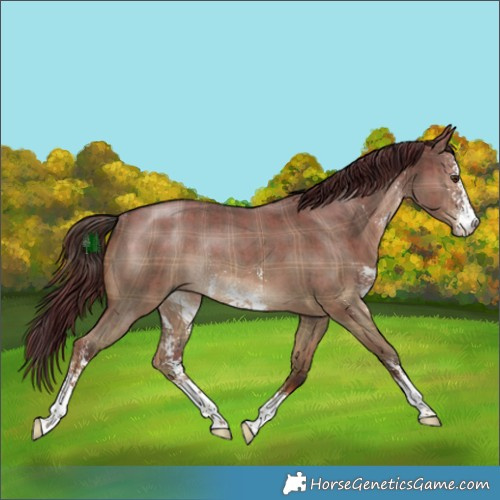 Horse Color:Plaid  Liver Red Dun Sabino Rabicano Brindle 