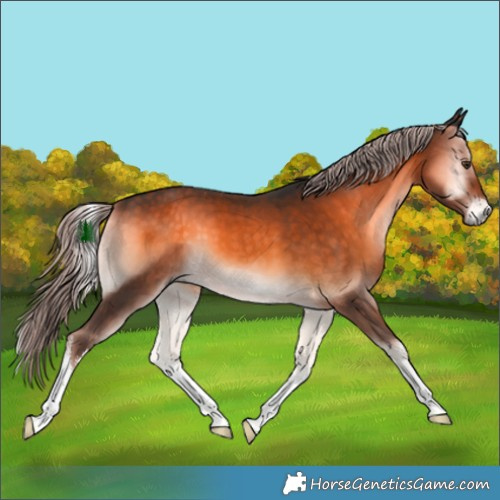Horse Color:White Spotted Chocolate Palomino Onyx 