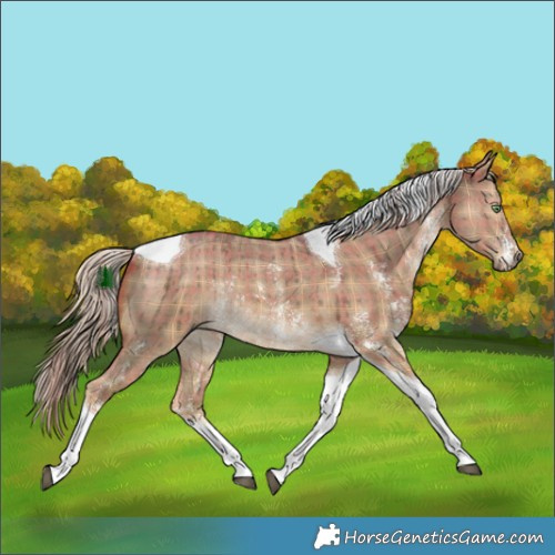 Horse Color:Plaid  Chocolate Palomino Dun Sabino Tobiano Rabicano Brindle 
