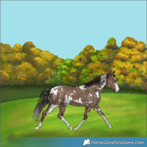 Horse Color:White Spotted Liver Red Dun Sabino 