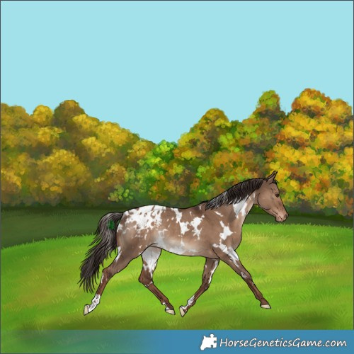 Horse Color:White Spotted Liver Red Dun Appaloosa Rabicano