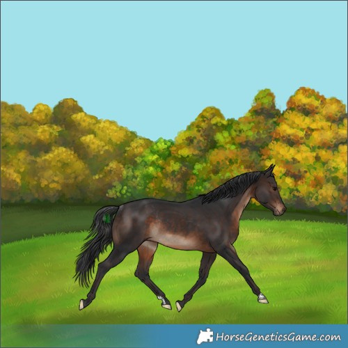 Horse Color:Brown Rabicano 