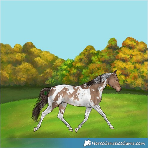 Horse Color:White Spotted Liver Red Dun Tobiano Rabicano 