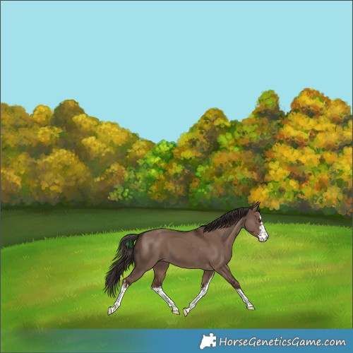 Horse Color:White Spotted Liver Red Dun