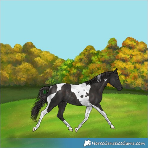 Horse Color:Liver Chestnut Tobiano Rabicano 