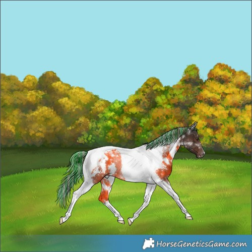 Horse Color:Painted White Spotted Liver Chestnut Tobiano Rabicano 