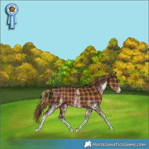 Horse Color:Plaid  White Spotted Liver Chestnut Rabicano 