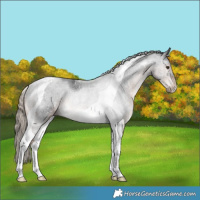 Horse Color:Liver Chestnut Tobiano Rabicano