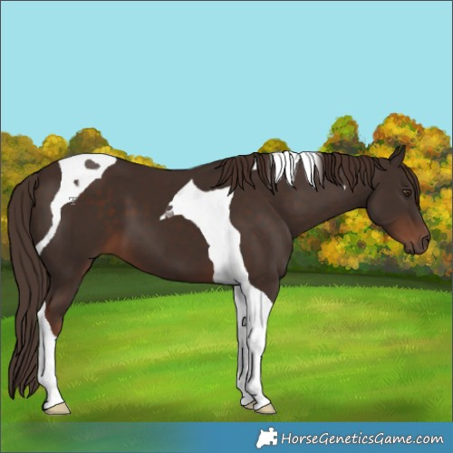 Horse Color:Liver Chestnut Tobiano 