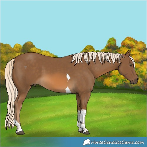 Horse Color:Chocolate Palomino Tobiano 