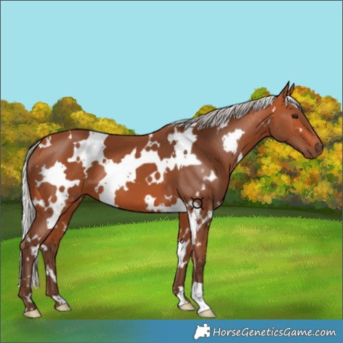 Horse Color:Unknown 