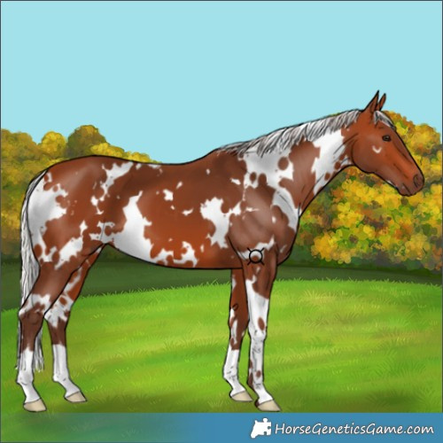 Horse Color:White Spotted Silver Bay 