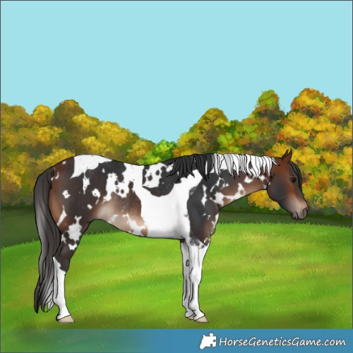 Horse Color:White Spotted Bay Tobiano Rabicano 