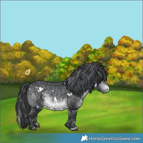 Horse Color:White Spotted Brown Chinchilla Varnish