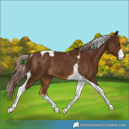 Horse Color:White Spotted Chocolate Palomino Tobiano Rabicano