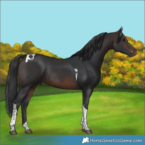 Horse Color:Brown Tobiano Rabicano 