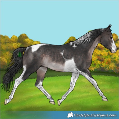 Horse Color:Platinum White Spotted Brown Tobiano Rabicano