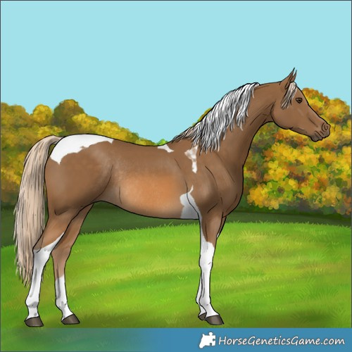 Horse Color:Chocolate Palomino Tobiano Rabicano 