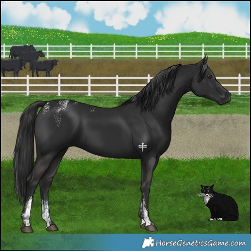 Horse Color:Powder White Liver Chestnut Rabicano 