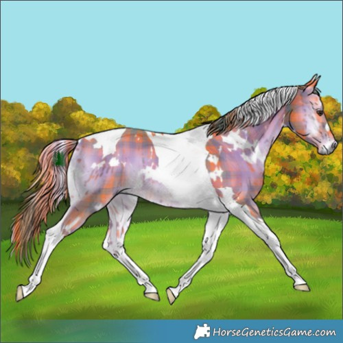 Horse Color:Watercolor Plaid  White Spotted Liver Red Onyx Tobiano 
