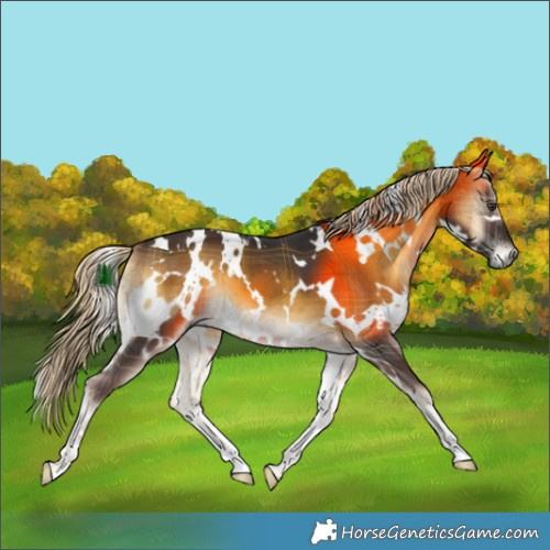 Horse Color:Plaid  White Spotted Chocolate Palomino Onyx Brindle 