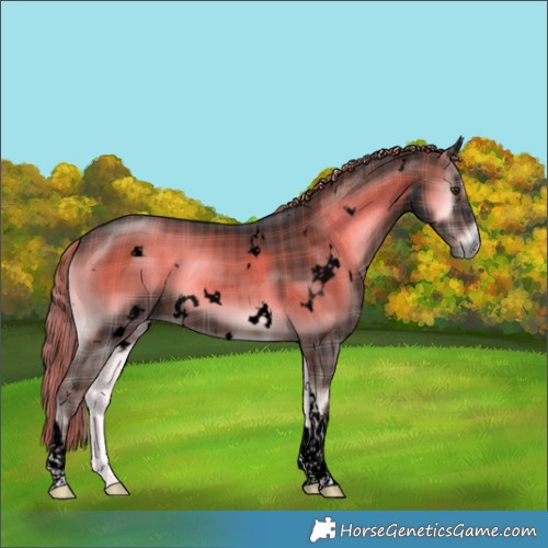 Horse Color:Void Plaid  White Spotted Liver Red Onyx Tobiano 