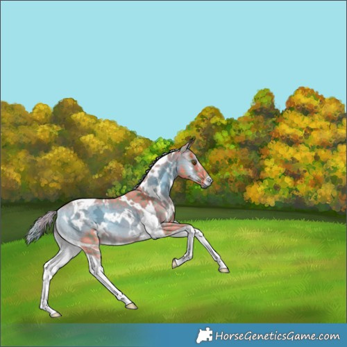 Horse Color:Watercolor Plaid White Spotted Chocolate Palomino Ice Onyx Tobiano