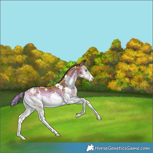 Horse Color:Painted Plaid  White Spotted Liver Red Onyx Splash Brindle 