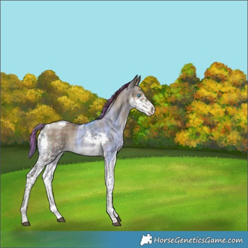 Horse Color:Painted Plaid  Liver Red Dun Splash Tobiano Brindle 