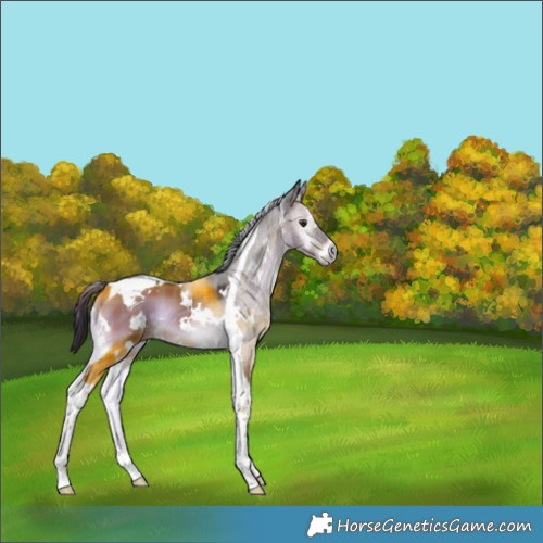 Horse Color:Plaid White Spotted Liver Red Onyx Tobiano Rabicano