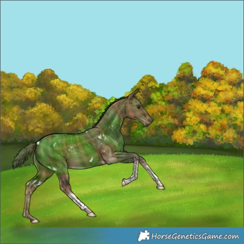 Horse Color:Plaid White Spotted Liver Red Dun Tobiano Brindle