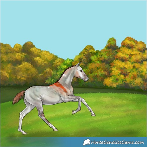 Horse Color:Plaid  White Spotted Liver Red Dun Onyx Rabicano 