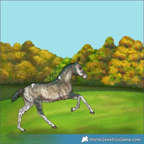 Horse Color:Plaid  Liver Red Onyx Tobiano 