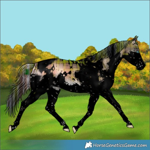 Horse Color:Void Painted Plaid  White Spotted Liver Red Onyx Splash Tobiano 
