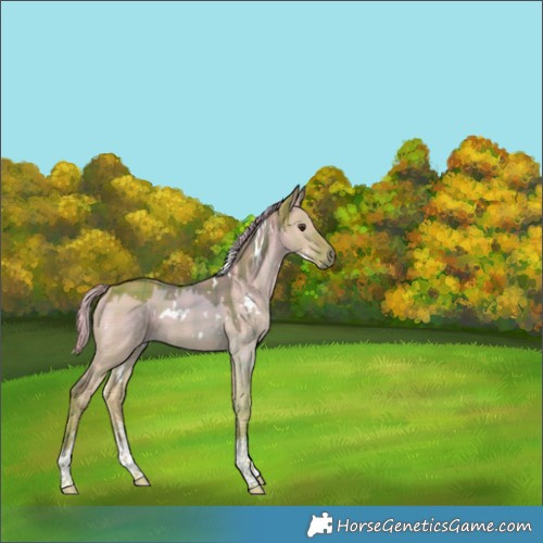 Horse Color:Watercolor Plaid  White Spotted Liver Red Dun 