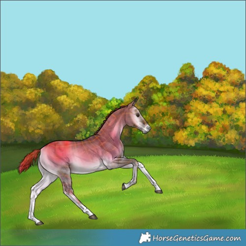 Horse Color:Plaid Liver Red Dun Onyx Tobiano Rabicano Brindle