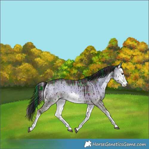 Horse Color:Plaid  White Spotted Liver Red Dun Onyx Brindle 