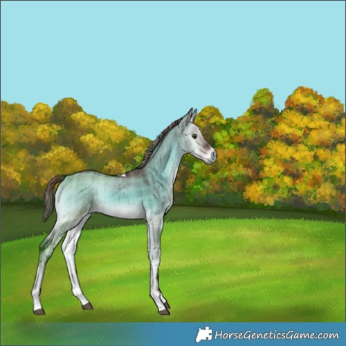 Horse Color:Plaid  White Spotted Liver Red Dun Onyx Tobiano Brindle 