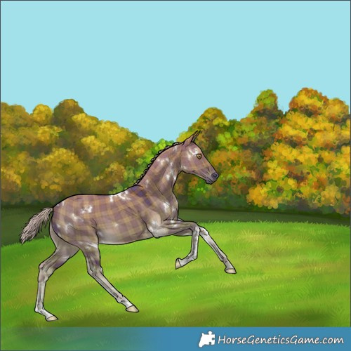 Horse Color:Plaid White Spotted Chocolate Palomino Dun