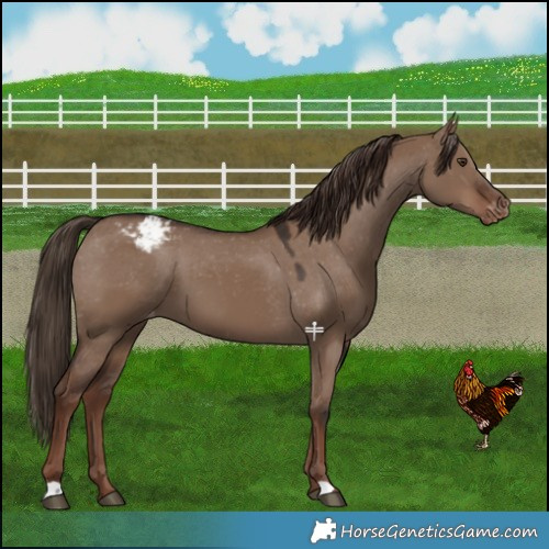 Horse Color:Liver Red Dun Varnish